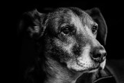 哈士奇作為一種忠誠(chéng)的伴侶犬和警犬，已經(jīng)成為了全球范圍內(nèi)的熱門(mén)寵物。然而，在眾多的哈士奇中，有一部分哈士奇由于各種原因難以融入家庭生活。對(duì)于這些哈士奇來(lái)說(shuō)，一款適合自己的網(wǎng)站插件將大大提升他們的社交能力，并為他們創(chuàng)造一個(gè)愉快的生活環(huán)境。，智能家居解決方案，適合哈士奇的網(wǎng)站插件推薦，探索智能家居，讓您的哈士奇更適應(yīng)家庭生活