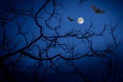 月下夜想曲攻略秘籍，月下夜想曲攻略秘籍