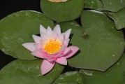 愛蓮說第四十六關(guān)攻略指南，如何通過愛蓮說的第46關(guān)？快速通關(guān)方法全解析