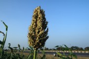cbot高粱實(shí)時(shí)行情_高粱最新行情
