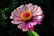 鮮花莊園是一款十分受歡迎的模擬經(jīng)營類游戲。在游戲中，玩家將扮演一名鮮花莊園的主人，經(jīng)營自己的鮮花莊園，并收獲滿滿的快樂和滿足感。本文將為大家分享一些鮮花莊園的游戲攻略，幫助大家更好地享受游戲的樂趣。，鮮花莊園游戲攻略，如何在花海中賺取金幣與經(jīng)驗