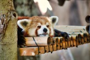 體驗(yàn)上海動(dòng)物園之旅，探索動(dòng)物世界的新篇章，開(kāi)啟野生動(dòng)物探險(xiǎn)之旅，體驗(yàn)上海動(dòng)物園的魅力