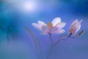 吟游詩人攻略，解鎖你的詩意人生，吟游詩人攻略，解鎖詩意人生的秘訣