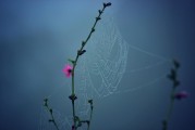 探索網(wǎng)站自然流量的奧秘，優(yōu)化SEO策略，網(wǎng)站自然流量的提升之道