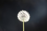 古風素材插件的開發(fā)與應用，古風素材插件開發(fā)與應用探索，古風素材插件開發(fā)與應用深度解析，探索與實踐
