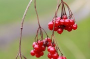 發(fā)芽游戲攻略，如何讓你的植物更健康、更茁壯成長！，種子發(fā)芽游戲，實用技巧和策略分享