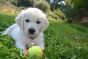 養(yǎng)金毛攻略，全面解析金毛犬的飼養(yǎng)與護理，金毛犬飼養(yǎng)與護理全面解析攻略
