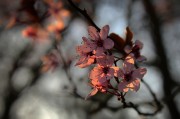 重生之寵妃攻略，花未暖的逆襲之路，重生之花未暖的逆襲之路，寵妃攻略