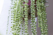 夢(mèng)幻庭院種植攻略