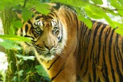 動(dòng)物園是一種獨(dú)特且令人難忘的娛樂場(chǎng)所，它讓動(dòng)物和游客有機(jī)會(huì)近距離接觸并了解它們。然而，在享受樂趣的同時(shí)，如何在動(dòng)物園中游刃有余地玩游戲呢？以下是一些實(shí)用的游戲攻略。，最佳動(dòng)物園游戲指南，如何在動(dòng)物園中游刃有余地玩游戲