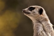 瘋狂動物園攻略，輕松掌握游戲精髓，成為動物園之王，瘋狂動物園攻略，輕松掌握游戲精髓，成為動物園之王