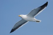 合成動物攻略，解鎖新世界，探索未知生物，合成動物攻略，解鎖新世界，探索未知生物的奇妙旅程