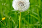 蒲公英最新實(shí)時(shí)行情_蒲公英行情走勢