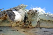 侏羅紀公園游戲攻略，全面解析與實用指南