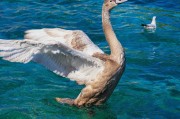 海釣攻略，探索海洋的魅力與技巧，海釣攻略，探索海洋的魅力與技巧的秘訣指南