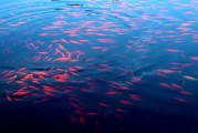阿圖什網(wǎng)站自然優(yōu)化，讓您的網(wǎng)站在搜索引擎中脫穎而出，阿圖什網(wǎng)站SEO優(yōu)化，助您在搜索引擎中獨(dú)領(lǐng)風(fēng)騷
