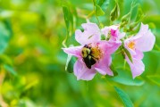 鮮花小鎮(zhèn)攻略，鮮花小鎮(zhèn)攻略，輕松游玩必備指南