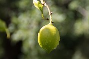 保護(hù)橙子攻略，從采摘到儲(chǔ)存，全方位守護(hù)你的美味果實(shí)，全方位守護(hù)美味果實(shí)，保護(hù)橙子采摘與儲(chǔ)存攻略