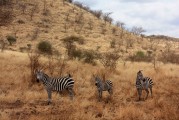 野生動物園攻略，探索自然之美的必備指南，野生動物園探索攻略，自然之美的必備指南