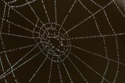 流量明星電影預(yù)測網(wǎng)站的發(fā)展趨勢與影響，流量明星電影預(yù)測，未來發(fā)展趨勢與影響分析