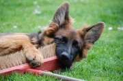 德牧實(shí)時(shí)行情_德牧牧羊犬市場(chǎng)價(jià)格是多少