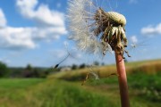 蒲公英游戲攻略_蒲公英的攻略