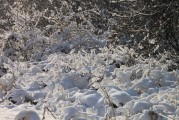 雪滿滄州攻略