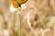 花開(kāi)滿(mǎn)園——探尋Flower的神秘世界，追尋花的奧秘，一場(chǎng)關(guān)于Flower世界的探索之旅