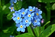 小花游戲攻略_小花的游戲