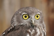 游戲鳥(niǎo)攻略_游戲鳥(niǎo)手游站