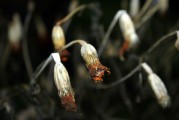 全當(dāng)歸實(shí)時(shí)行情_當(dāng)歸的行情