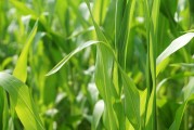 2207豆粕實時行情_豆粕2101行情走勢