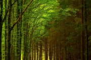 森林電腦游戲攻略，讓你輕松玩游戲不愁，森林電腦游戲新手指南，快速入門并享受游戲樂趣