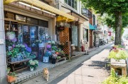 京都攻略游戲，體驗日本傳統(tǒng)與現代魅力的完美結合，京都攻略，一次全面而深度的日本傳統(tǒng)文化體驗