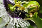 植物大戰(zhàn)僵尸，誰笑到最后？——全面解析游戲攻略，植物大戰(zhàn)僵尸，誰笑到最后？——全面解析游戲攻略
