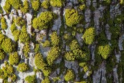 關(guān)于植物的游戲攻略，全面解析，植物大戰(zhàn)僵尸2的通關(guān)策略與技巧