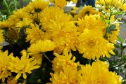 游戲菊花攻略，成功玩游戲的必備指南，教你輕松應(yīng)對(duì)各種游戲挑戰(zhàn)，菊花攻略