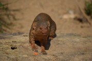 瘋狂動物園游戲攻略，瘋狂動物園模擬經(jīng)營，新手指南與策略詳解