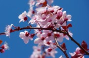 櫻花插件網(wǎng)站，探索個性化網(wǎng)頁美化的新天地