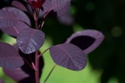 香山紅葉攻略，探秘秋日里的色彩盛宴，香山紅葉攻略，探秘秋日色彩盛宴的絕佳指南