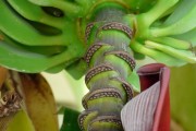 香蕉游戲攻略指南，讓你輕松掌握Banana模式的秘訣，香蕉游戲，Banana模式攻略大全