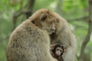 揭秘恐龍動物園里的探索之旅，恐龍園游記與游戲攻略分享，揭秘恐龍動物園，一次奇妙的探索之旅