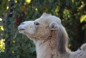 動物小店的游戲攻略，神秘動物小店，新手入門攻略與實戰(zhàn)技巧分享