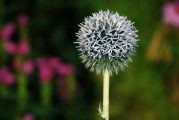種花網(wǎng)頁游戲_種花游戲推薦
