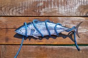 探索海洋生物的神秘世界，海龜湯游戲App攻略，探索海洋生物， 海龜湯游戲 App 的深度解析