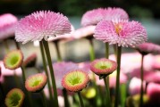 花落情殤游戲攻略——帶你領(lǐng)略一個別樣的愛情故事，情感紛飛，花落情殤新手攻略與浪漫愛情之旅