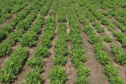 植物大戰(zhàn)僵尸2，瘋狂農田游戲攻略，植物大戰(zhàn)僵尸2，瘋狂農田，策略與技巧指南