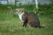 游戲動物餐廳的信件攻略，詳細解析，如何在動物餐廳游戲中獲得豐厚獎勵