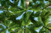 風(fēng)敲竹攻略，解鎖竹林秘境的探索指南