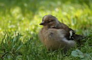 攻略鳥游戲_攻略小游戲大全